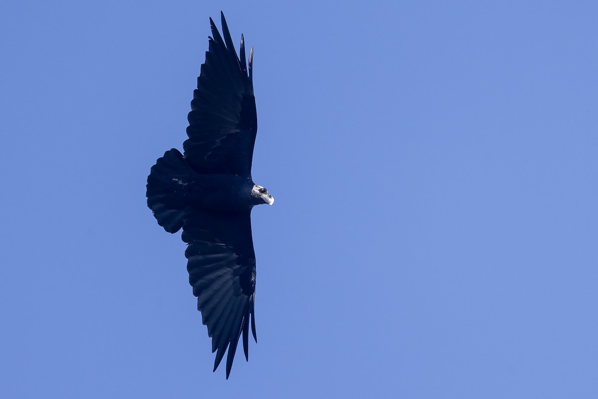 White-necked Raven - ML635594860