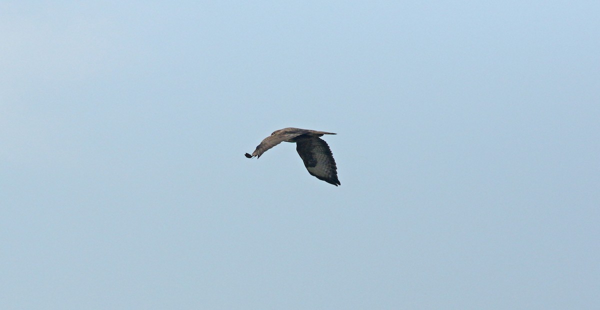 káně lesní - ML635594936