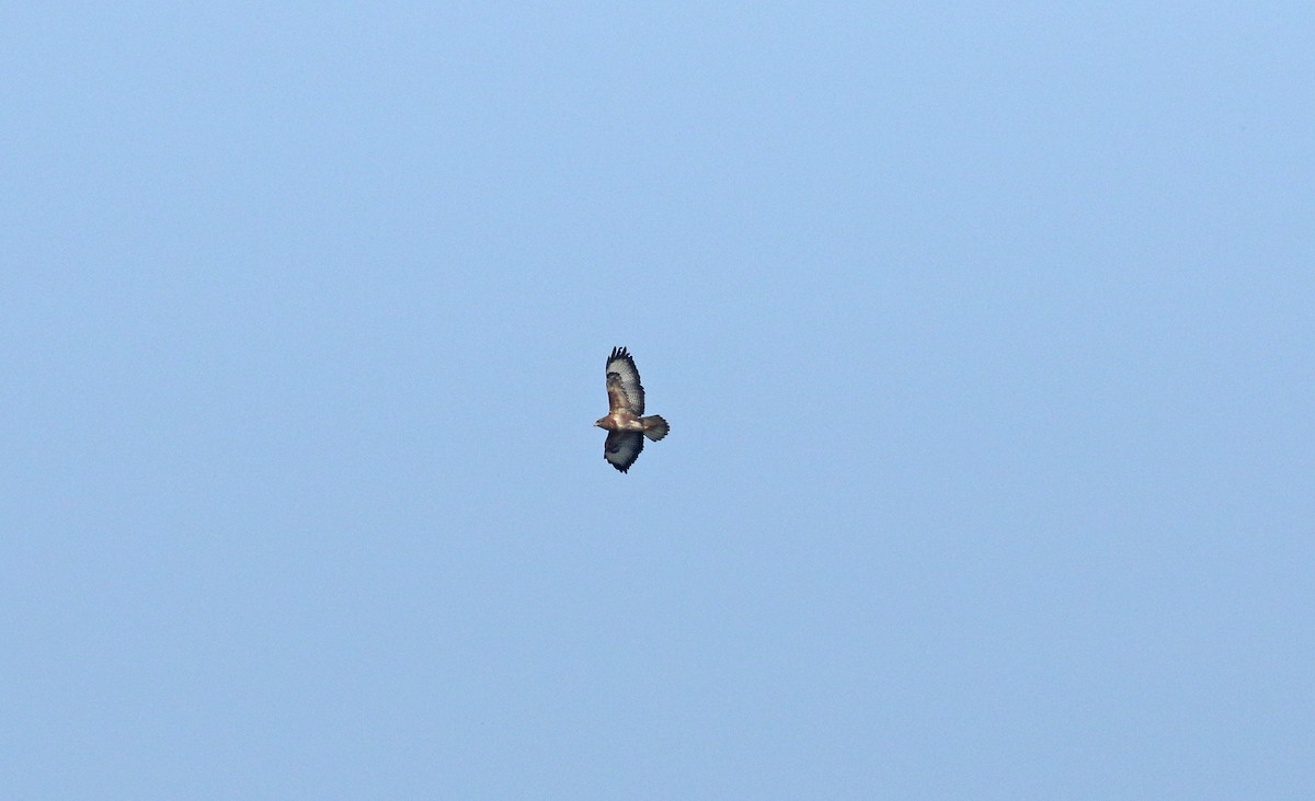 káně lesní - ML635594937