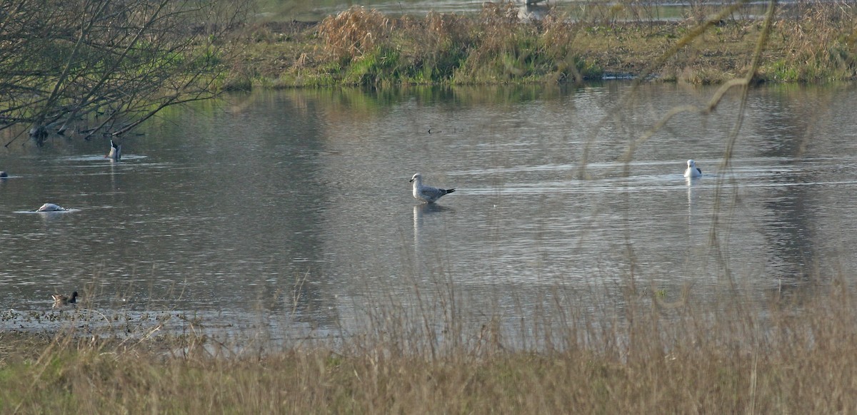 racek stříbřitý - ML635594968