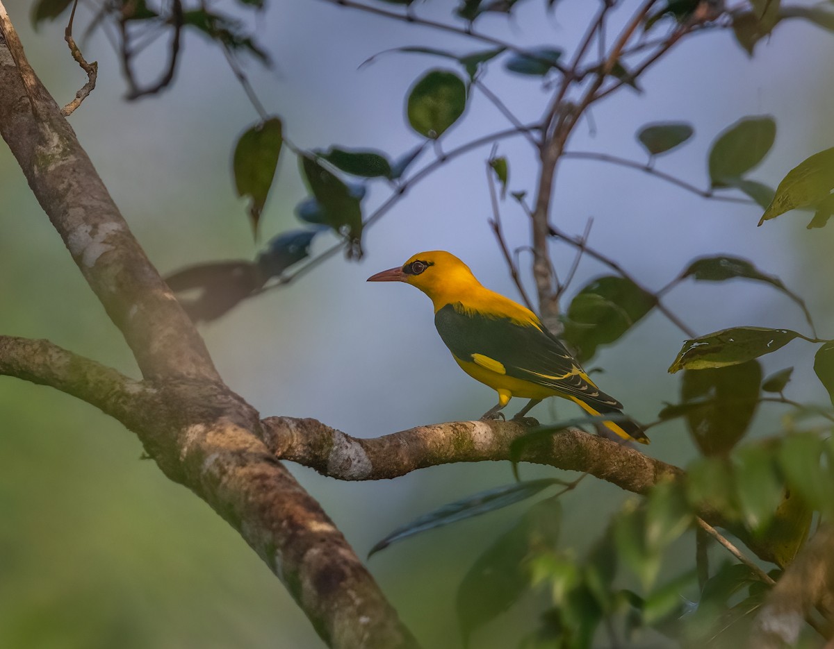 Indian Golden Oriole - ML635594978