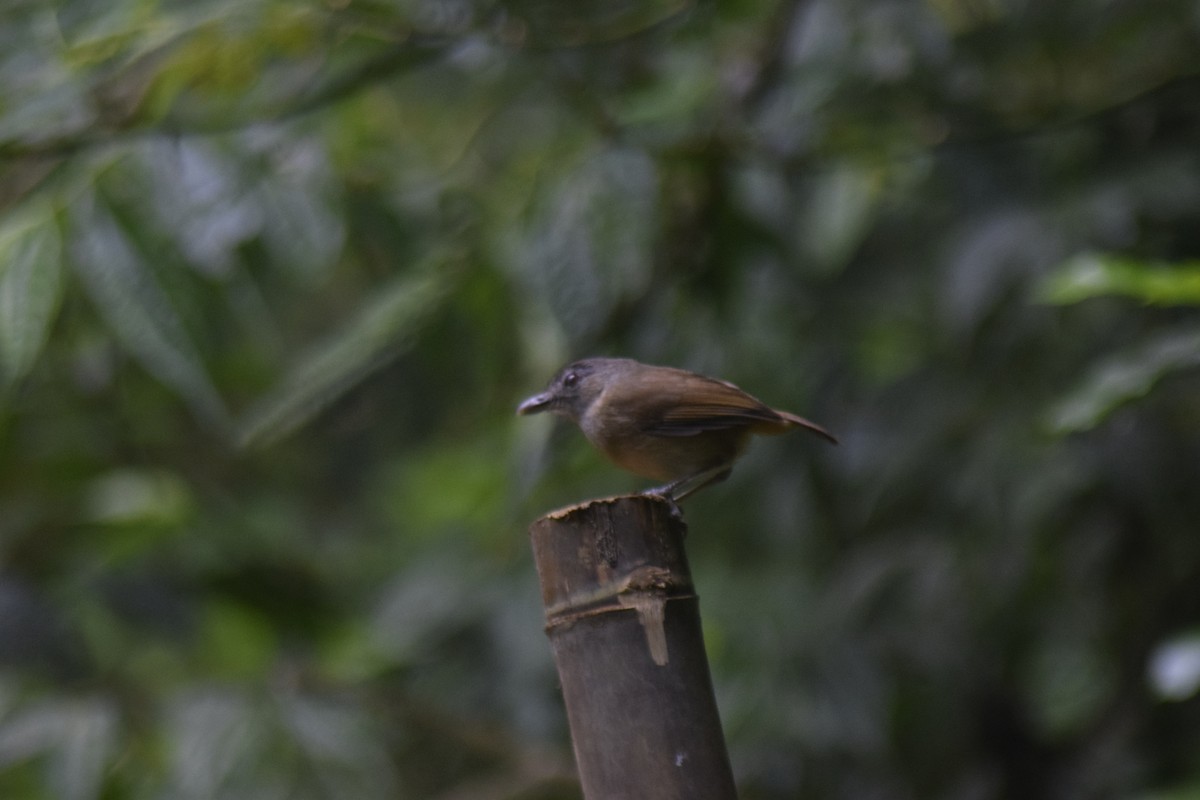 Horsfield's Babbler - ML635594989