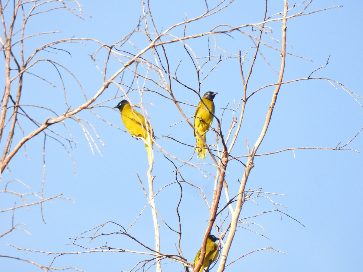 Black-headed Bulbul - ML635595077