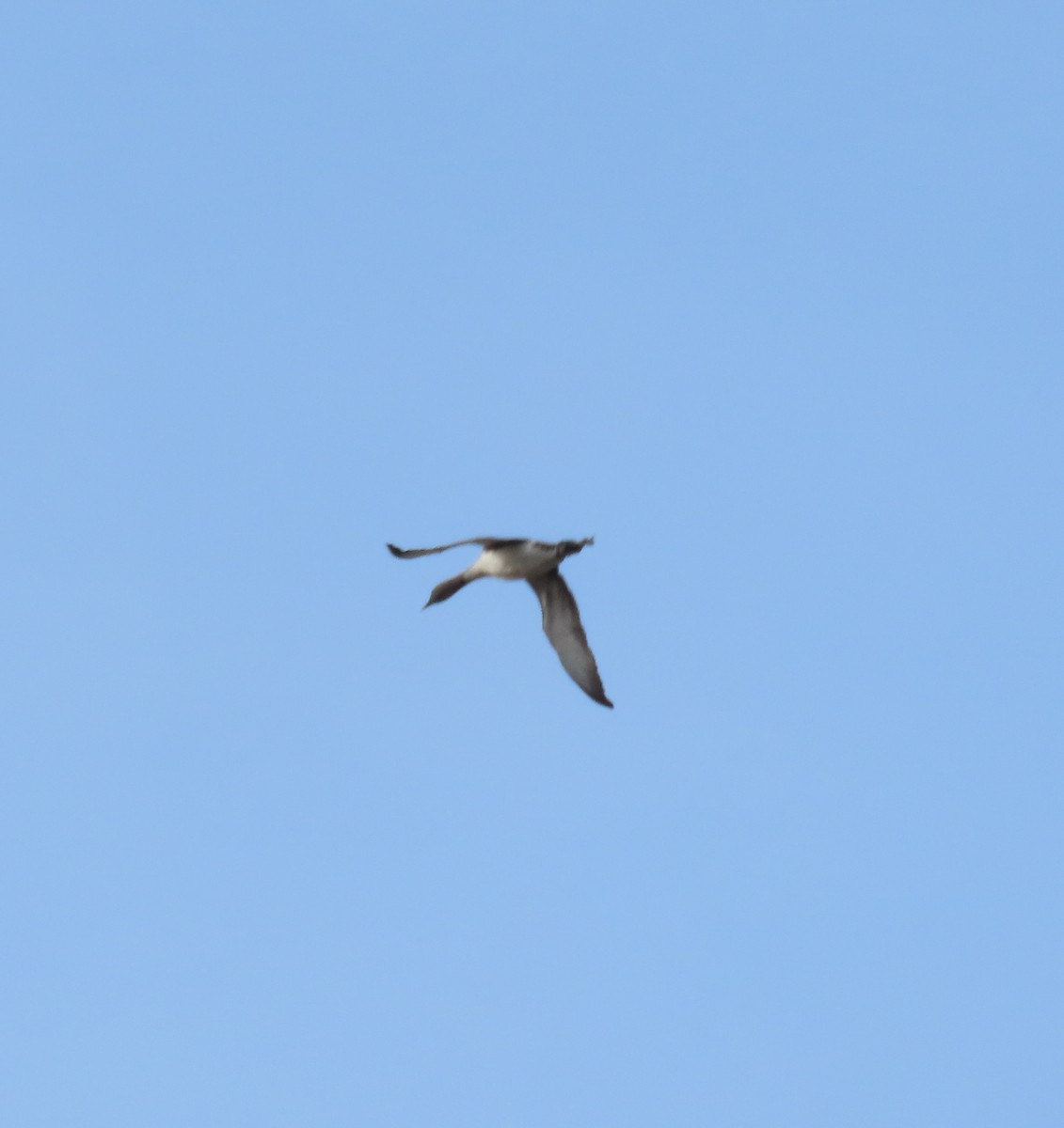 Red-throated Loon - ML635595106