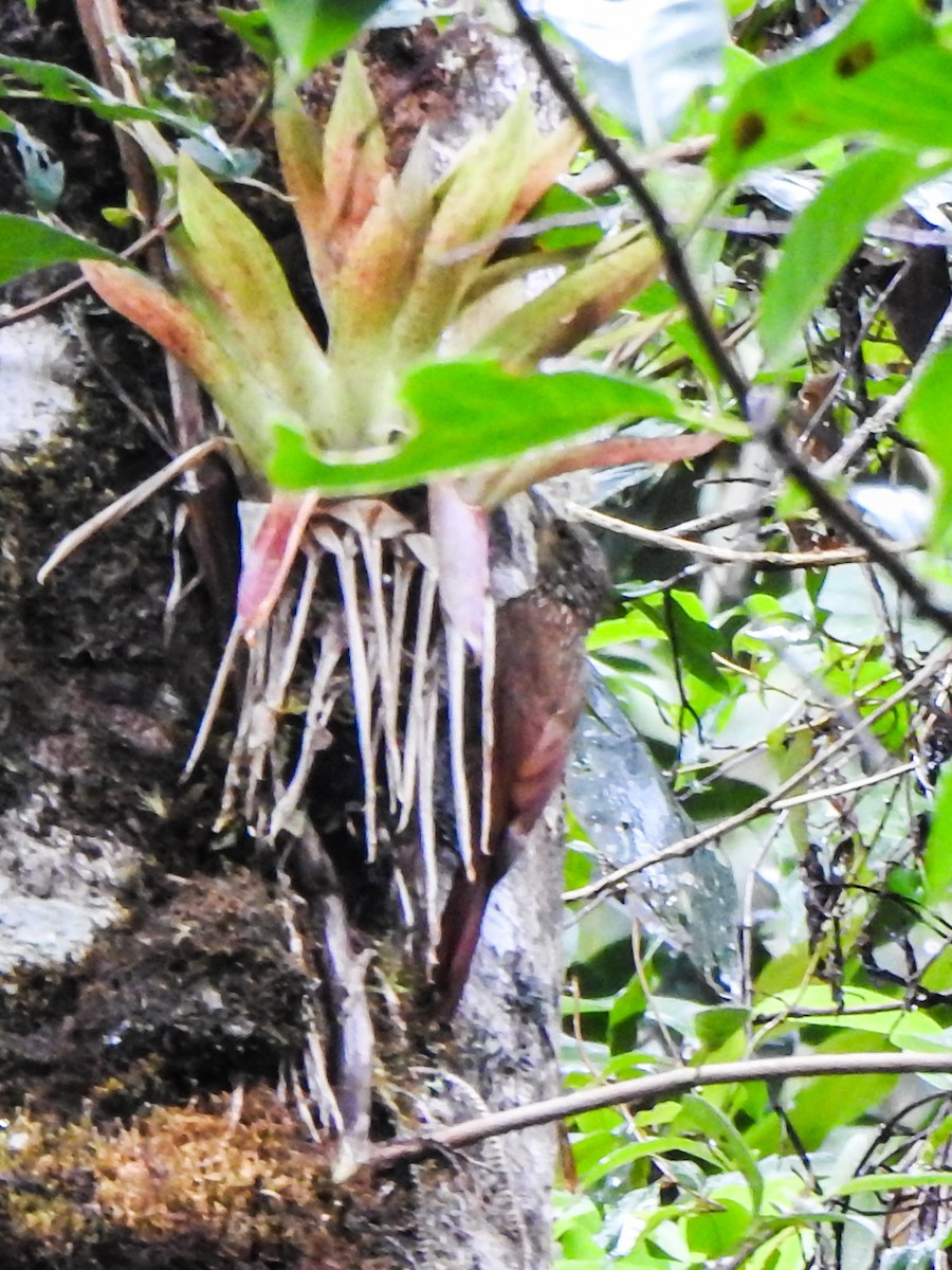 Spotted Woodcreeper - ML635595136