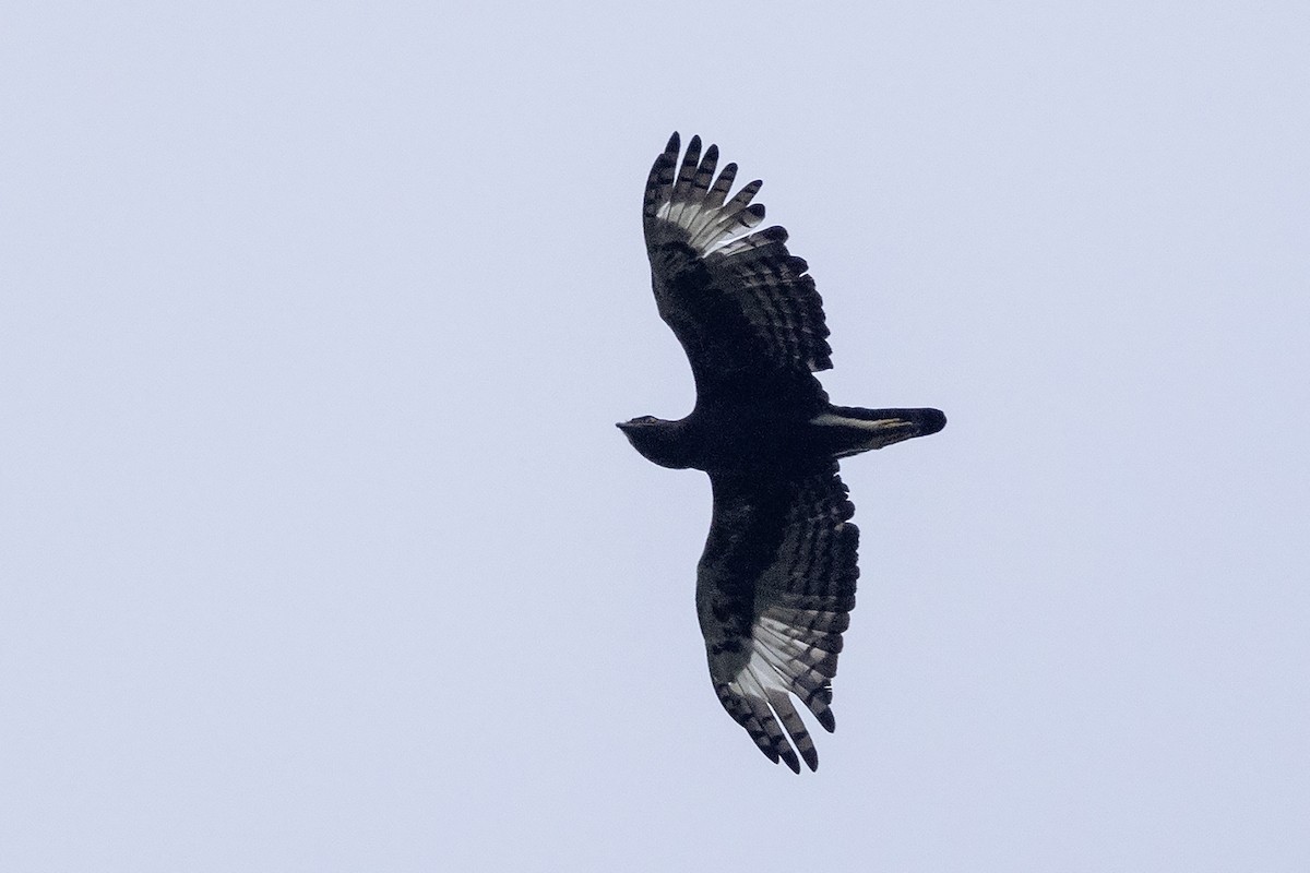 Long-crested Eagle - ML635595147