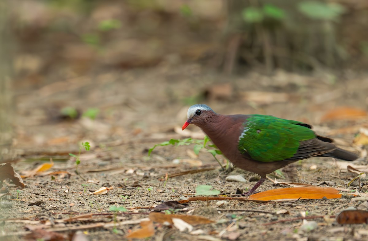 翠翼鳩 - ML635595183