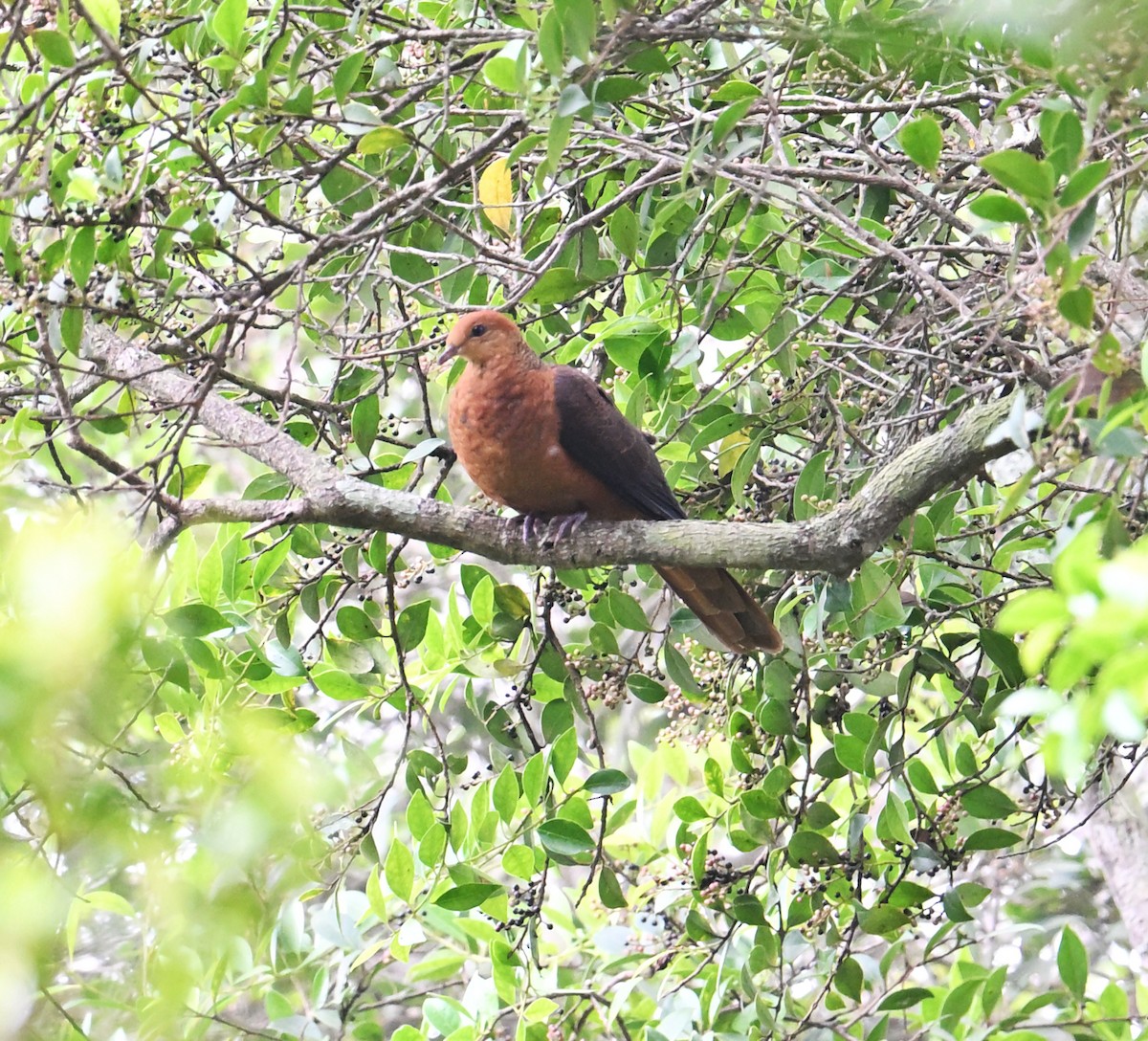 Philippine Cuckoo-Dove - ML635595224