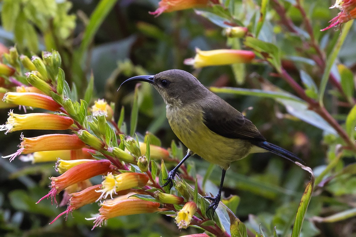 Variable Sunbird (Yellow-bellied) - ML635595231