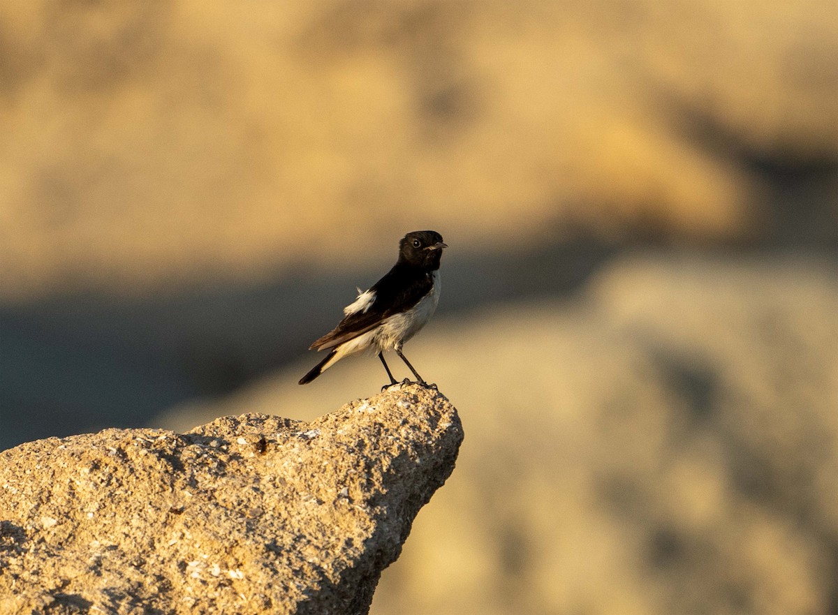 Hume's Wheatear - ML635595291