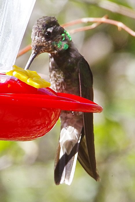 Rivoli's Hummingbird - ML635595412