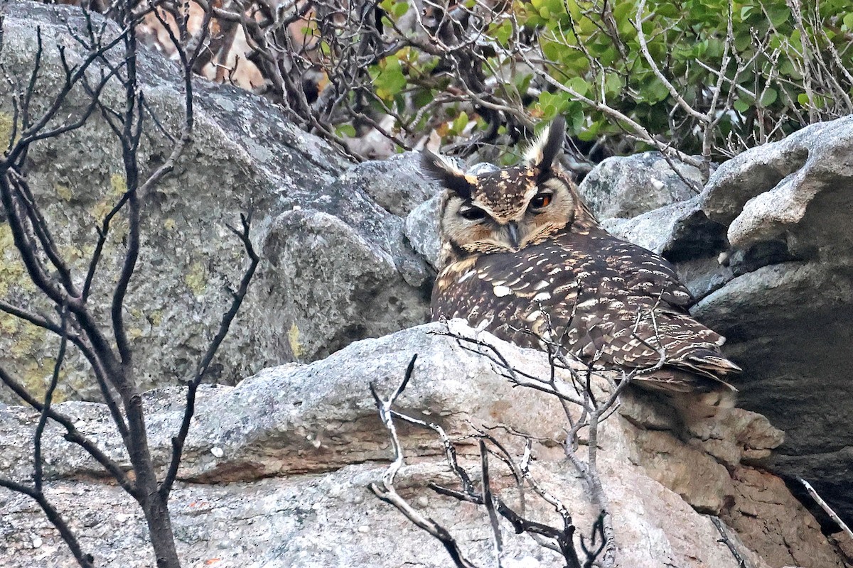 Cape Eagle-Owl (Cape) - ML635595524