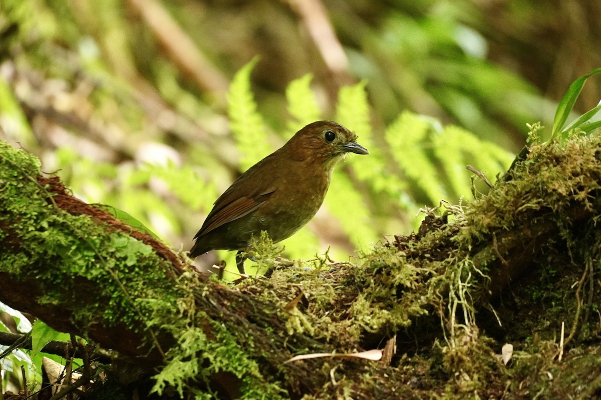 Brown-banded Antpitta - ML635595530