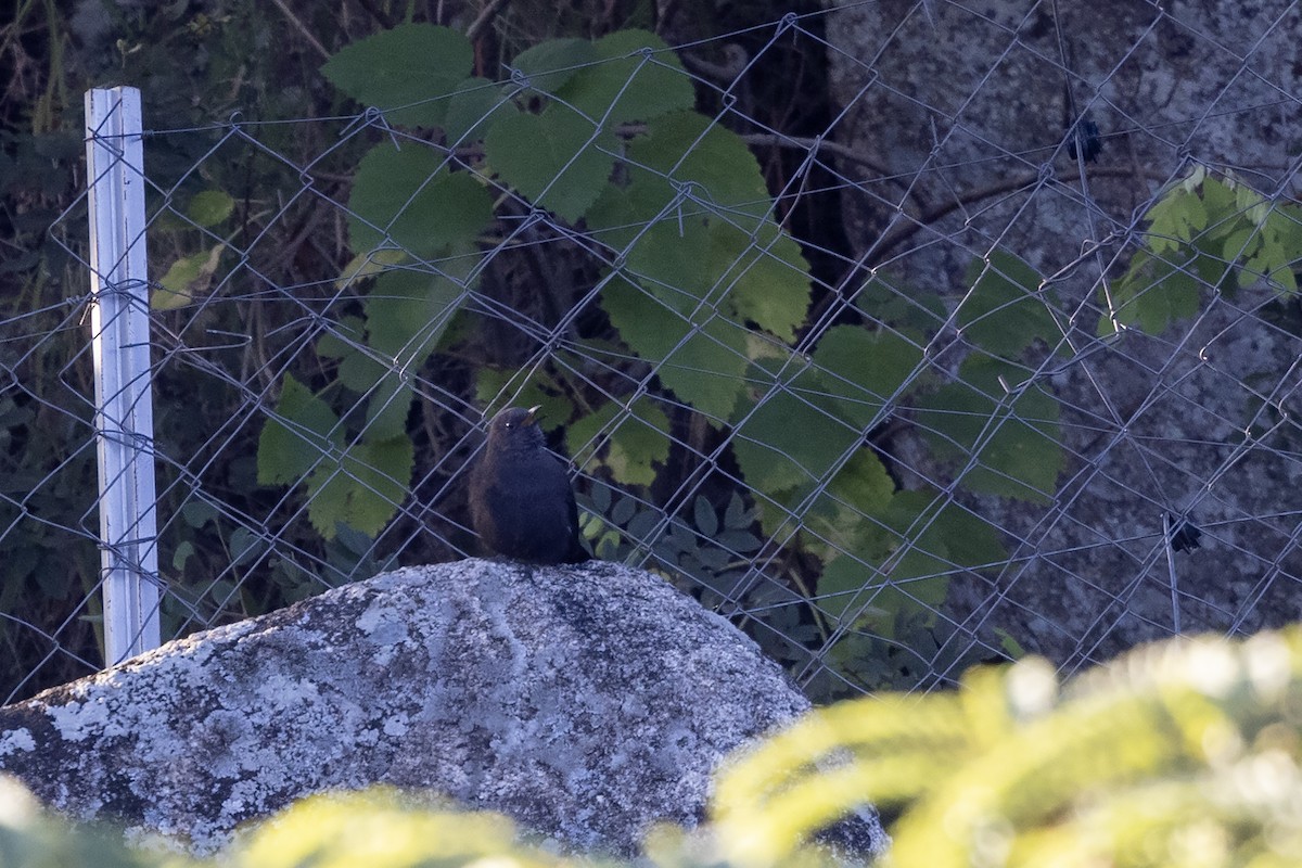 Boulder Chat - ML635595571