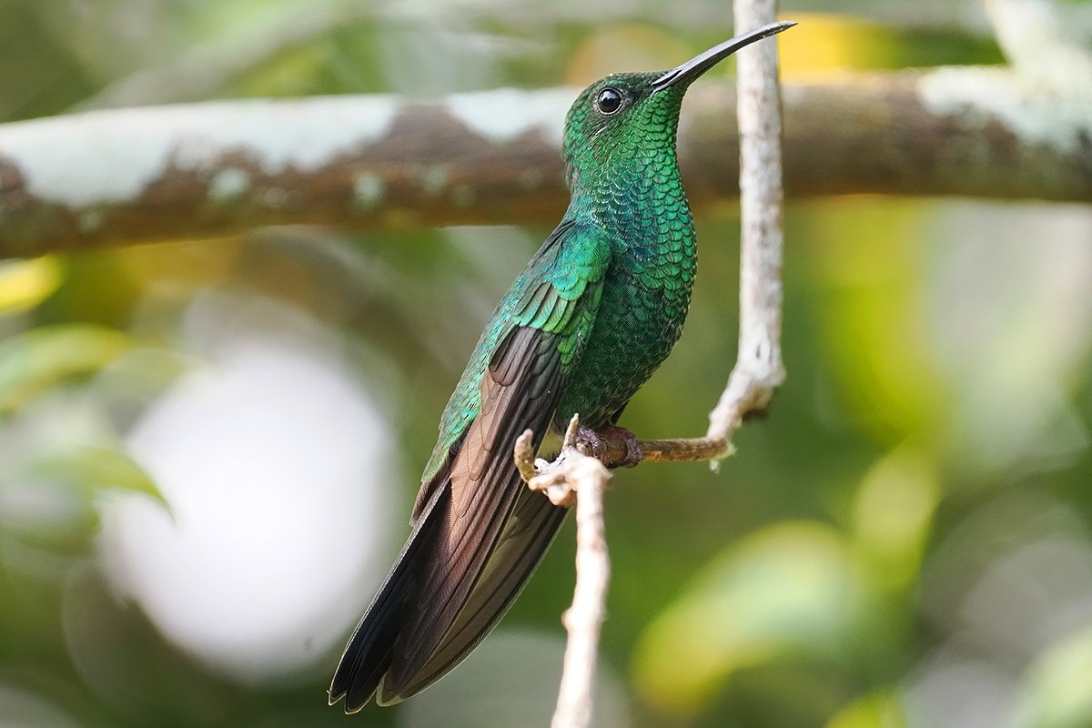 Colibri de Buffon (groupe buffonii) - ML635595579