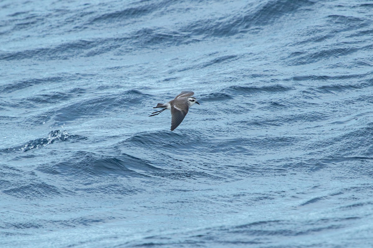 White-faced Storm-Petrel - ML635595645