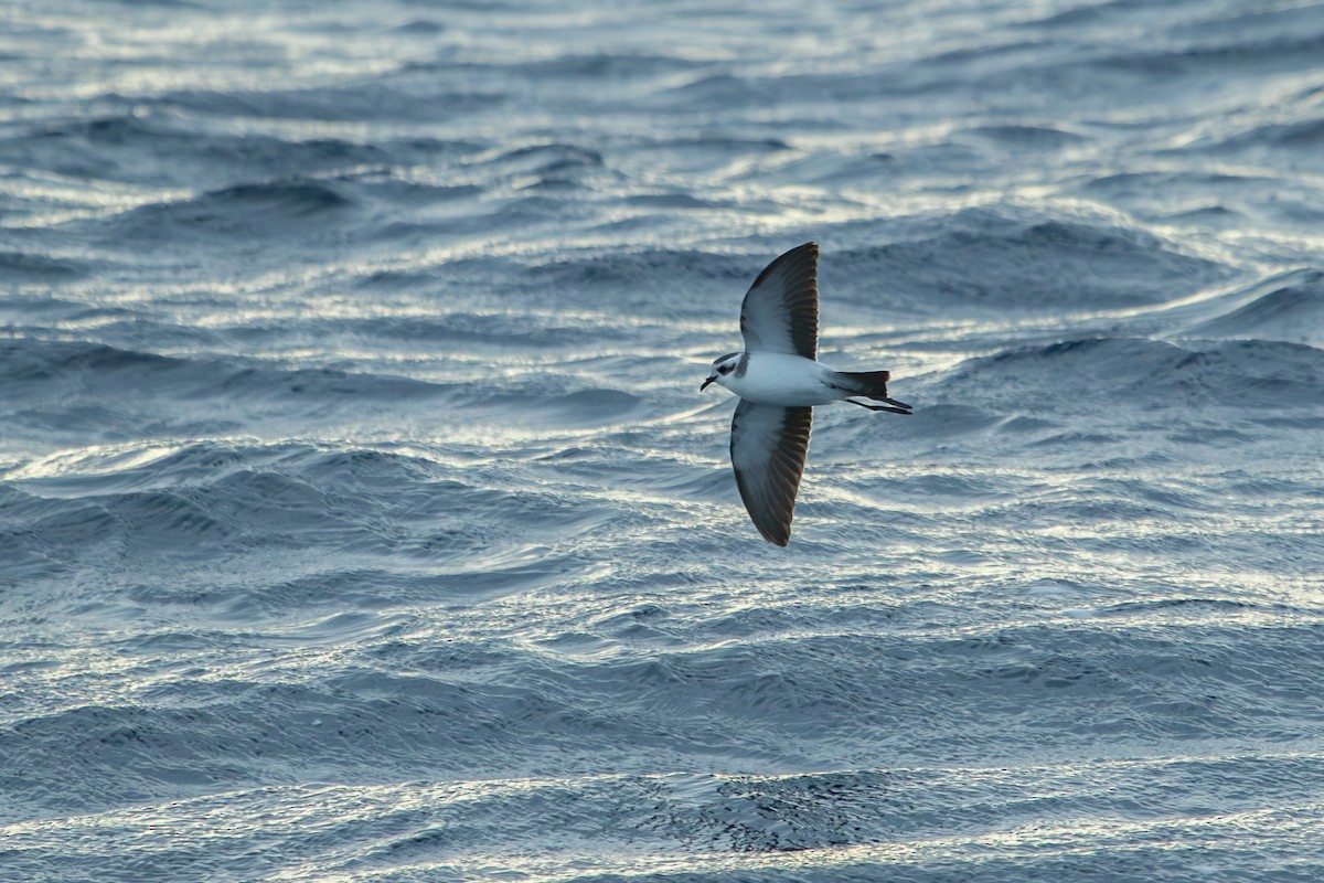 White-faced Storm-Petrel - ML635595656