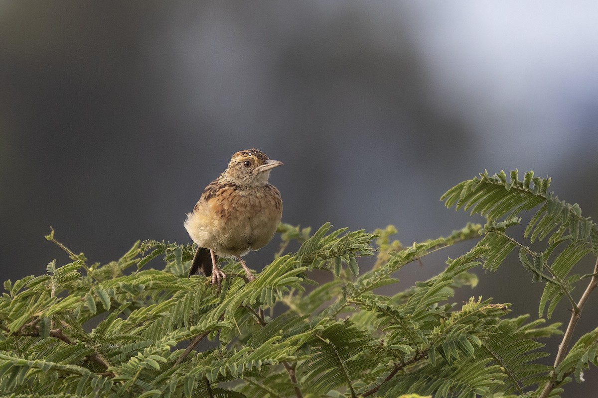 Rufous-naped Lark (Rufous-naped) - ML635595682