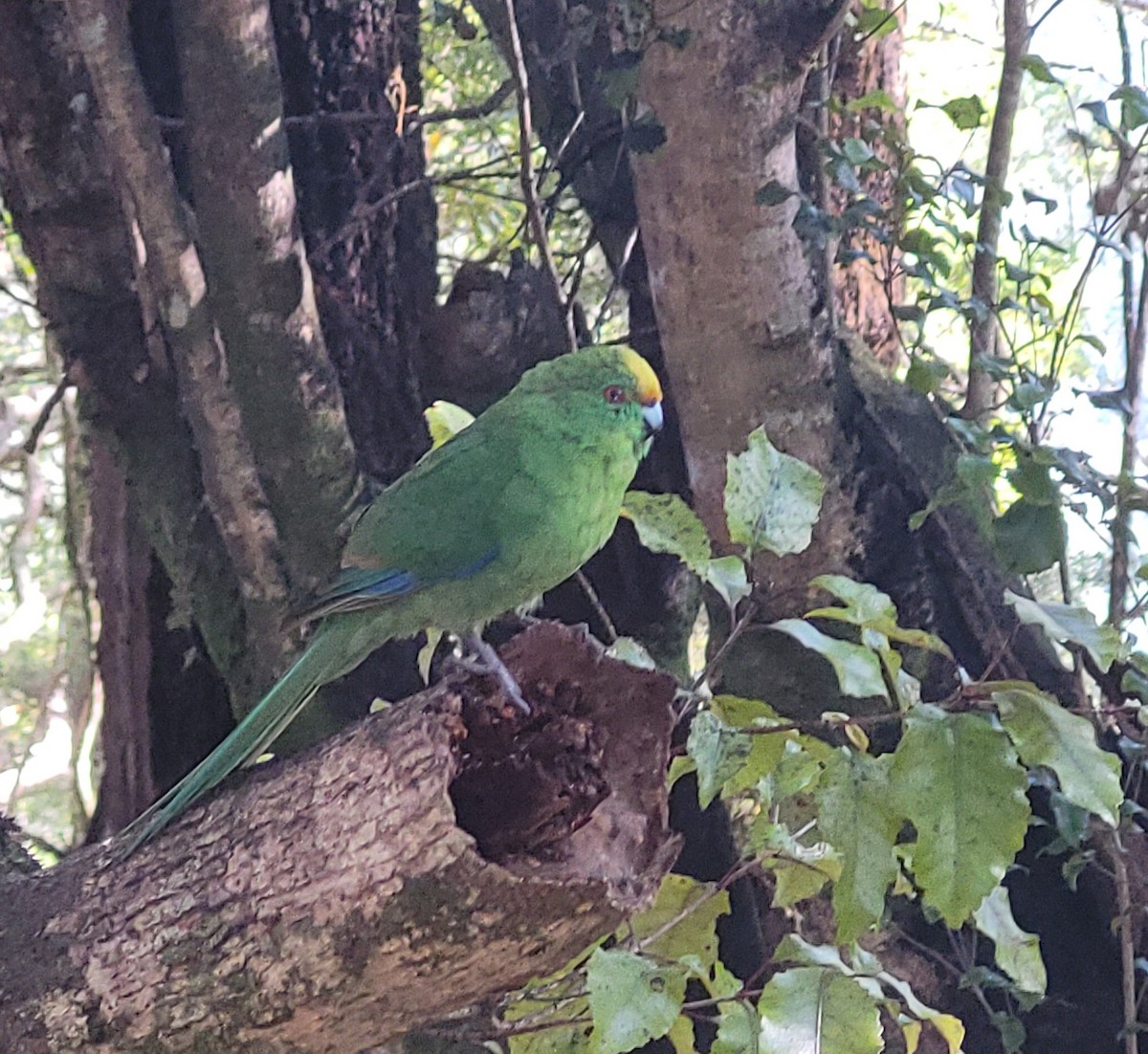 Malherbe's Parakeet - ML635595799