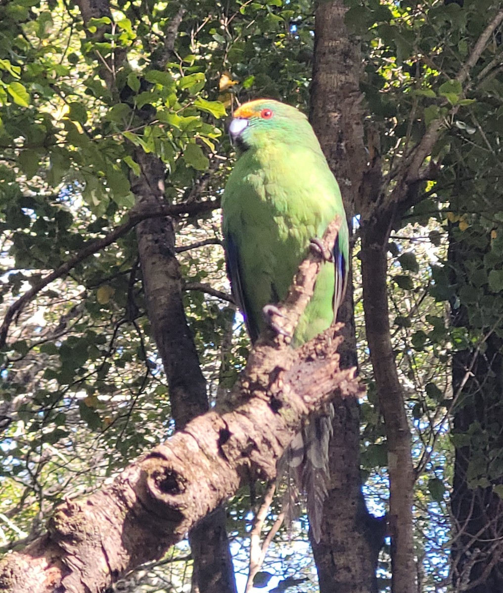 Malherbe's Parakeet - ML635595800