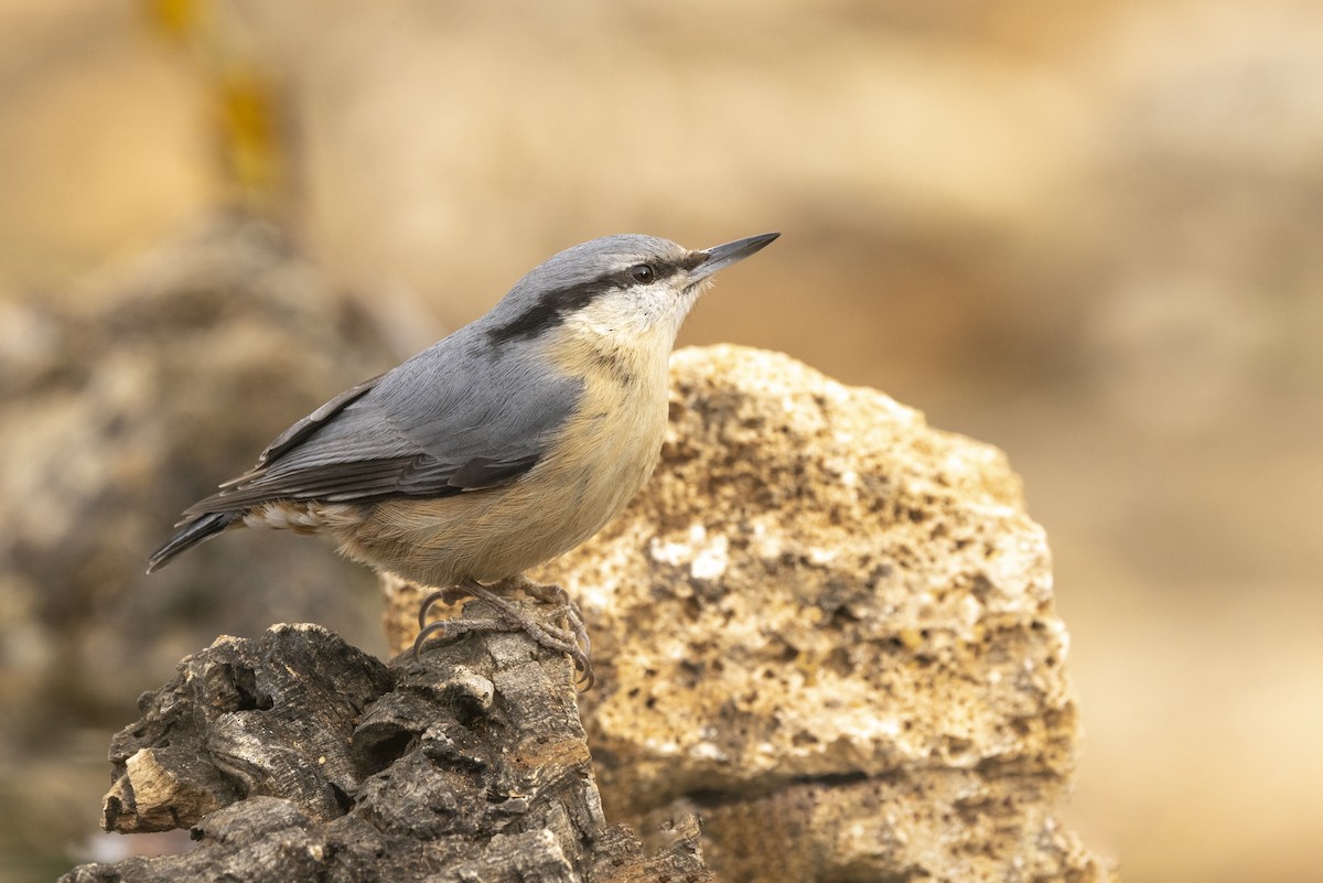 Eurasian Nuthatch - ML635595879