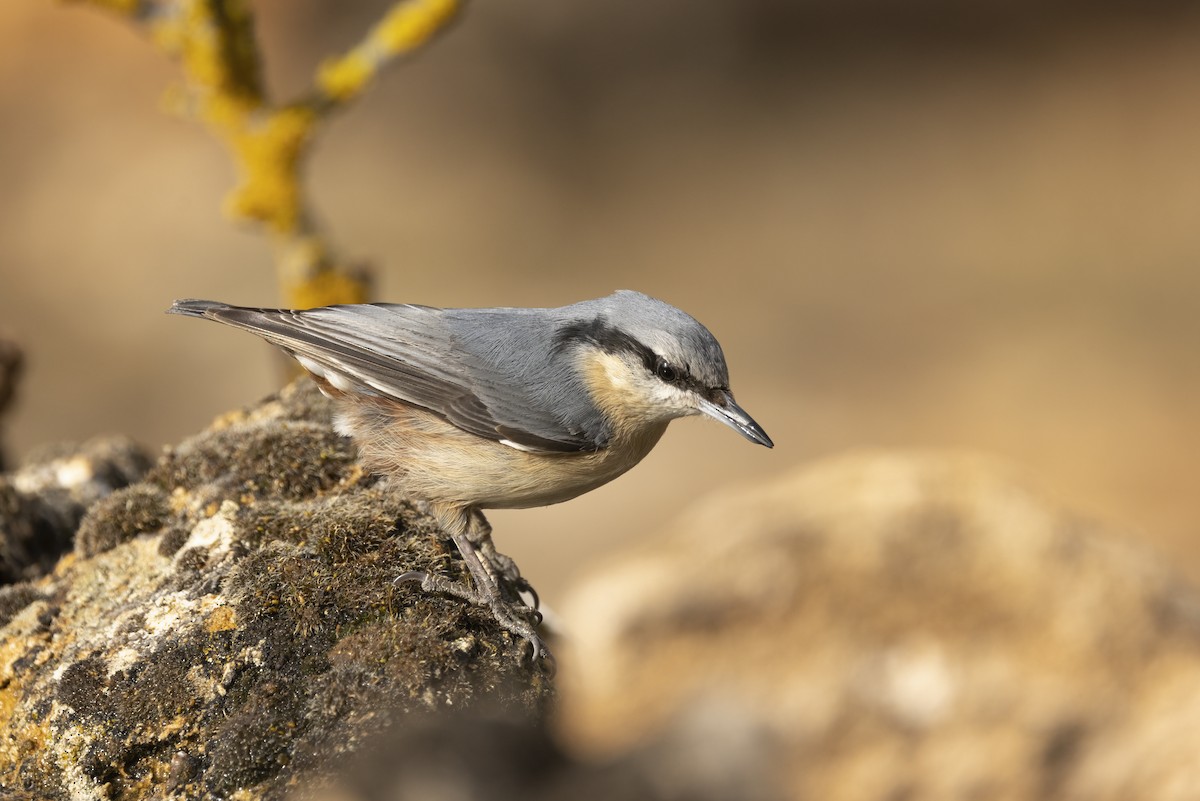 Eurasian Nuthatch - ML635595881
