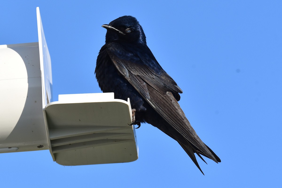 Purple Martin - ML635595884