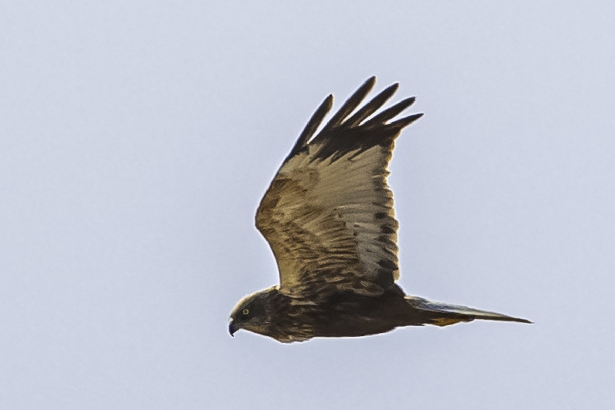Western Marsh Harrier - ML635595885