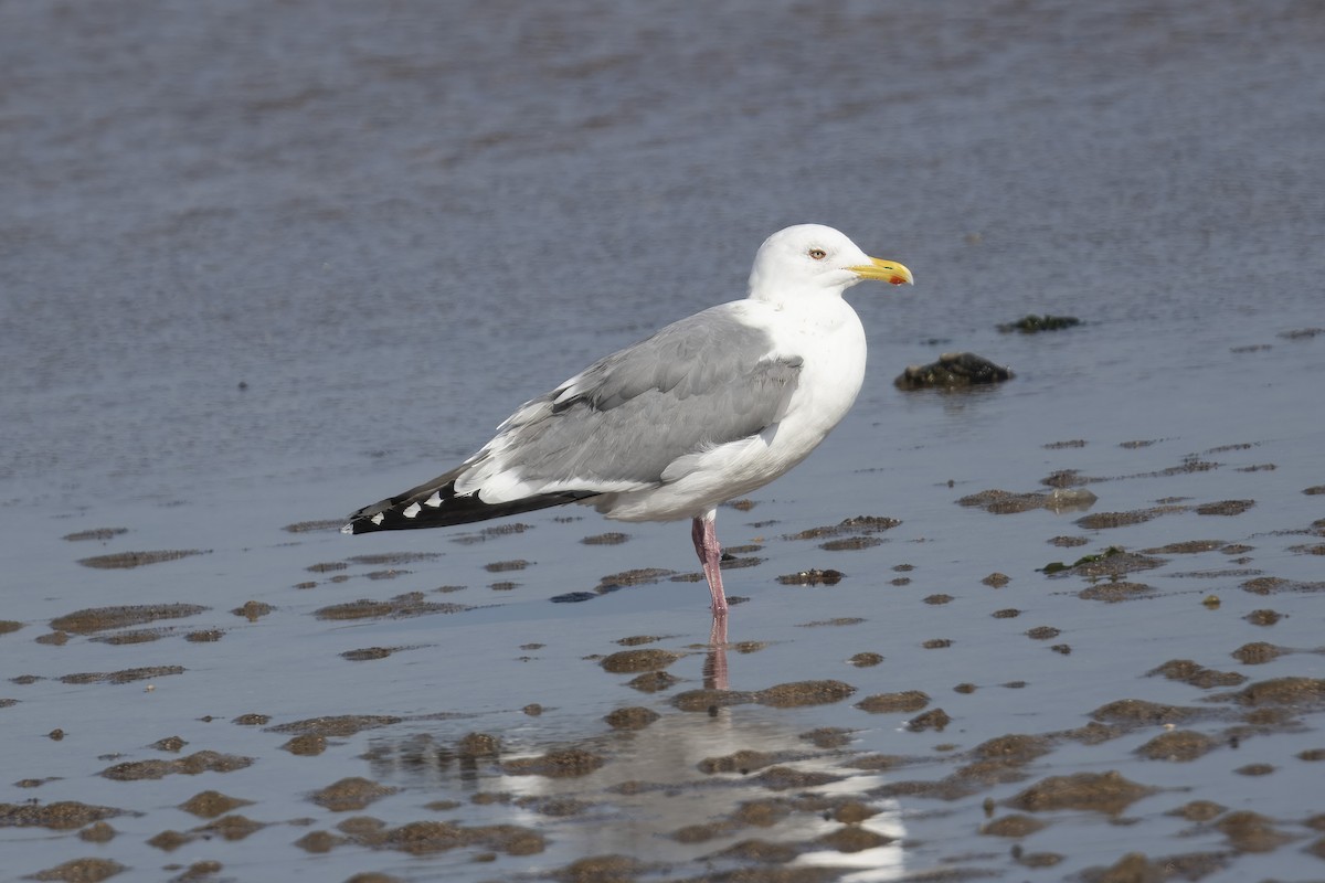 Vega Gull - ML635595893