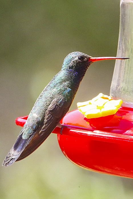 Broad-billed Hummingbird - ML635595894