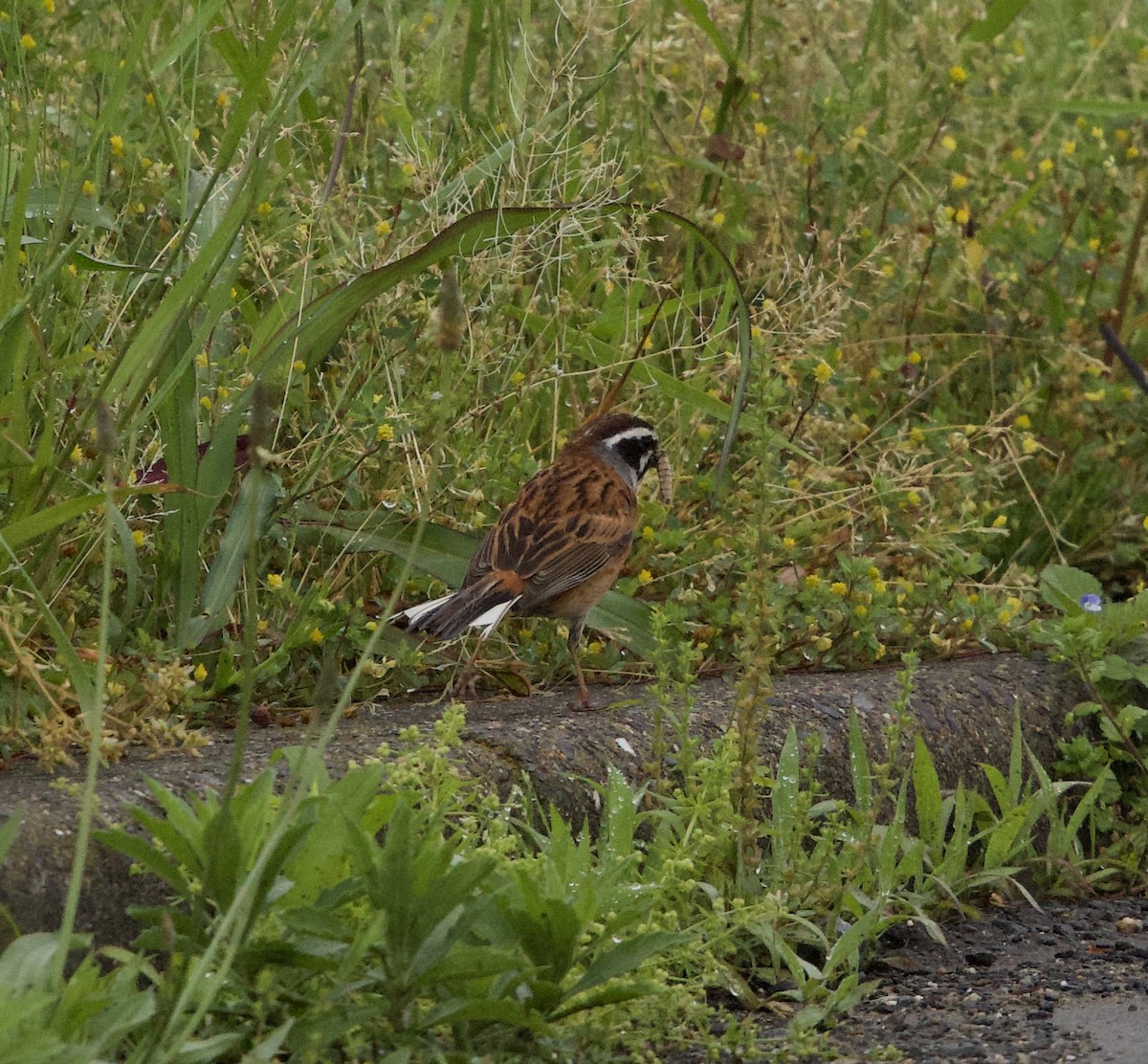 Meadow Bunting - ML635595895