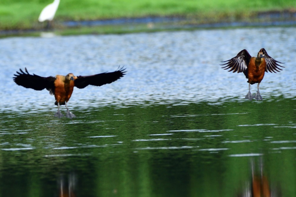 Lesser Whistling-Duck - ML635595896
