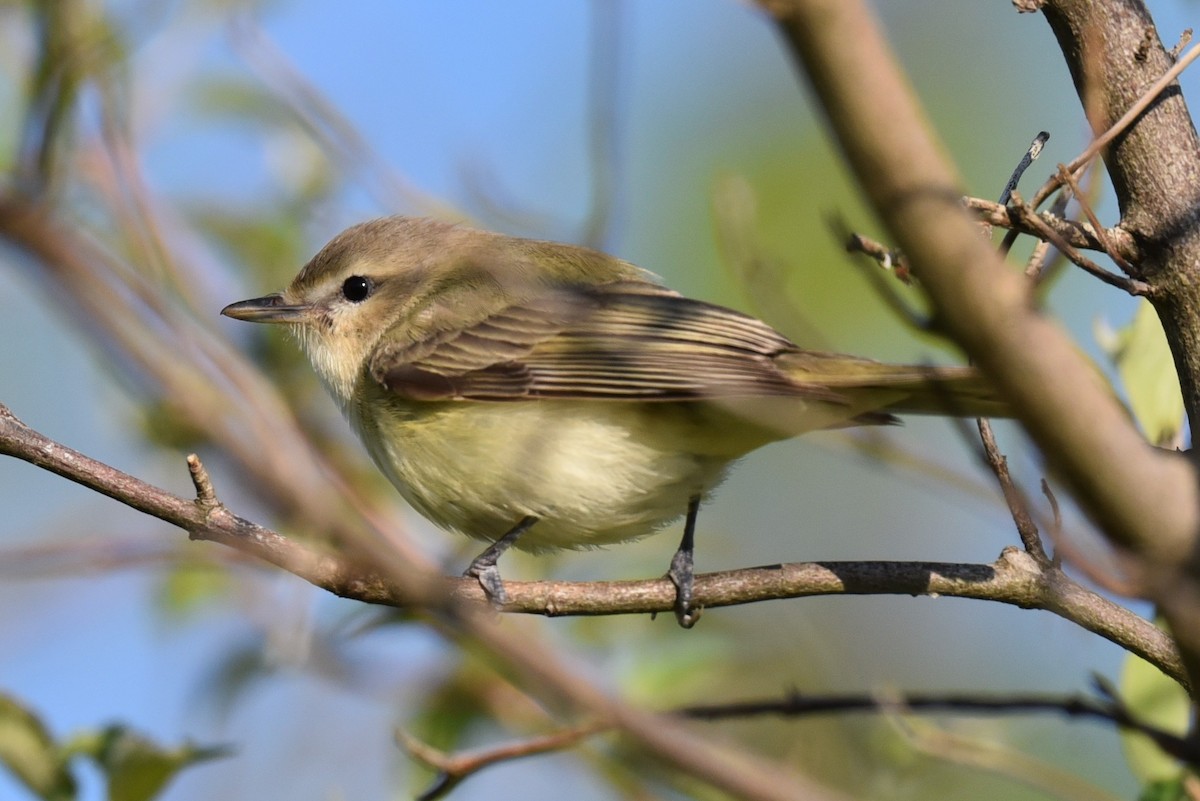 Warbling Vireo - ML635595897