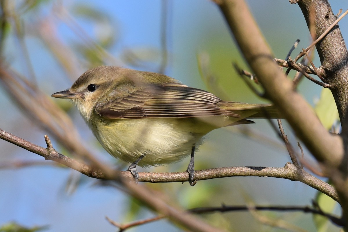 Warbling Vireo - ML635595898