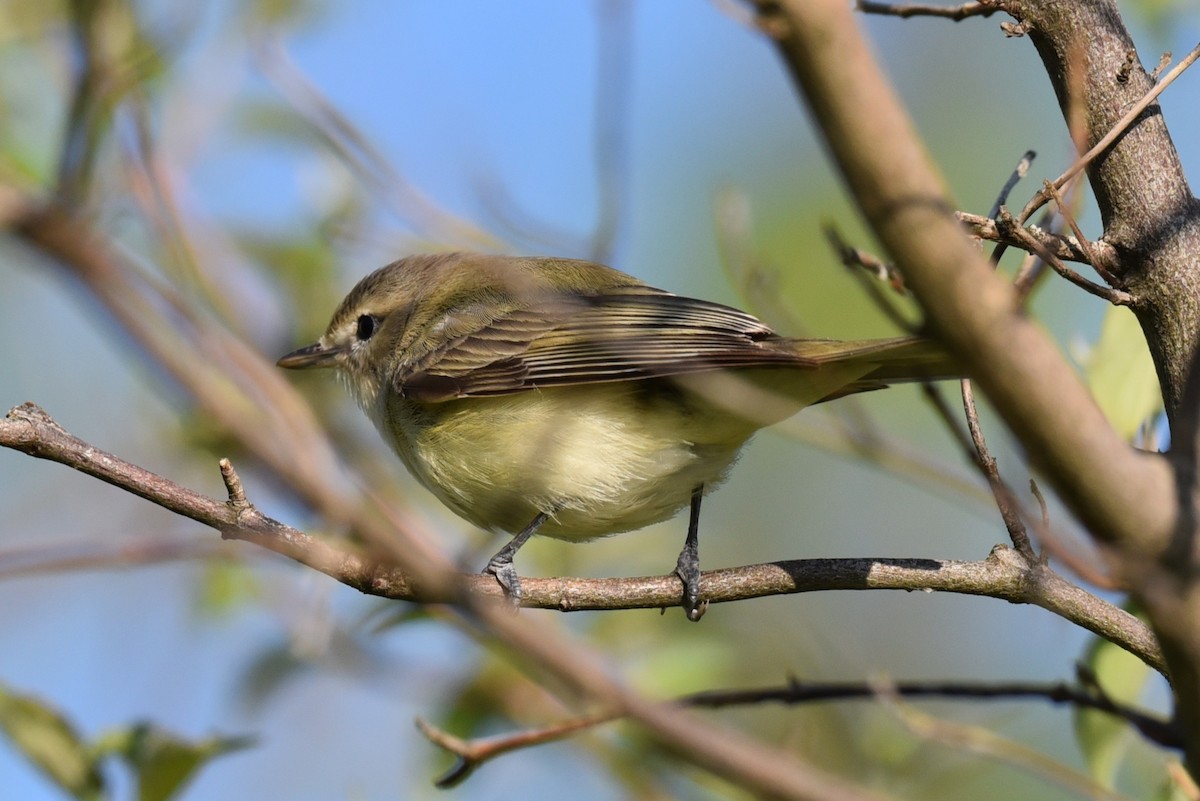 Warbling Vireo - ML635595899