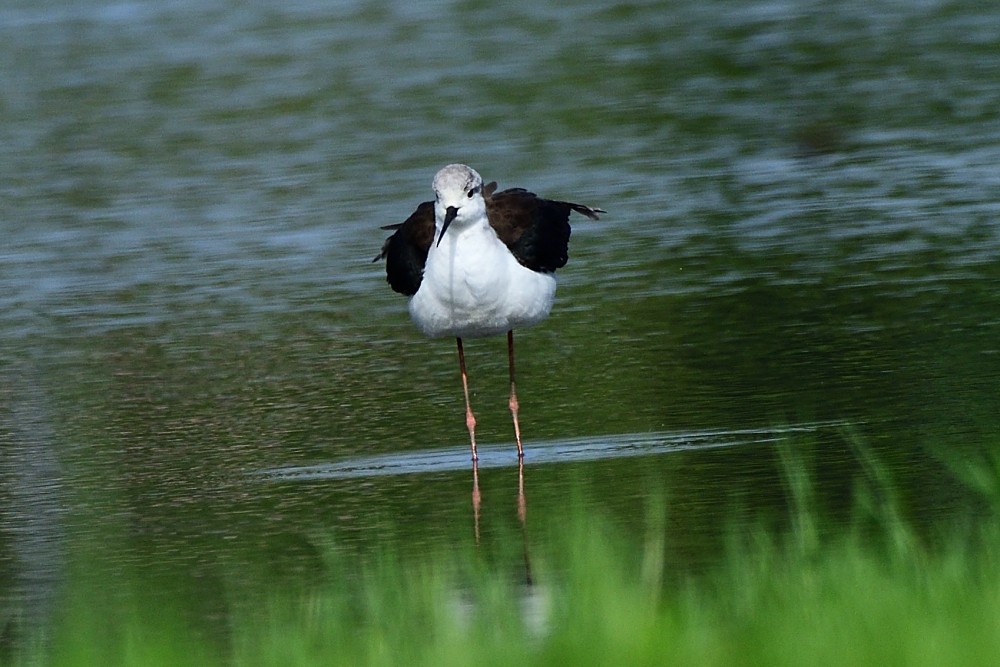 Black-winged Stilt - ML635595902