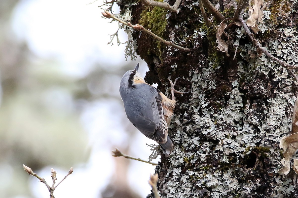 Eurasian Nuthatch - ML635595903