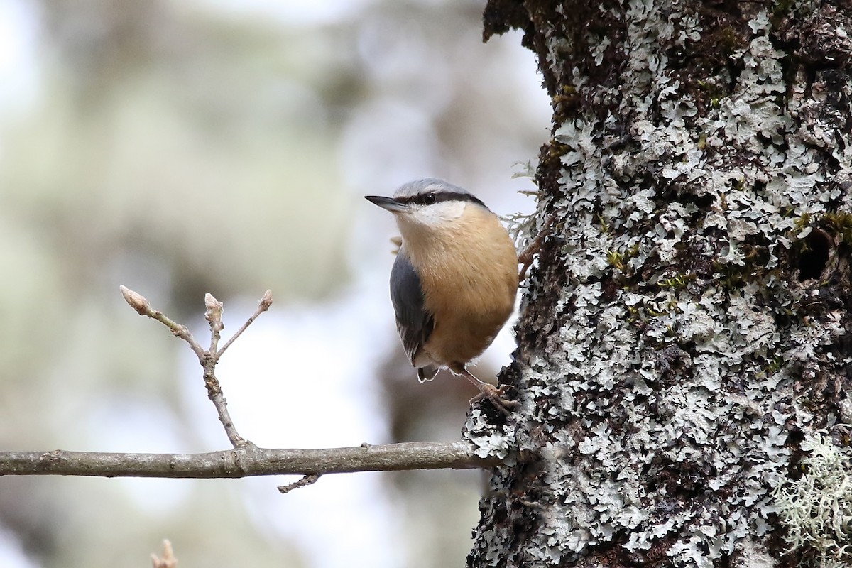 Eurasian Nuthatch - ML635595904