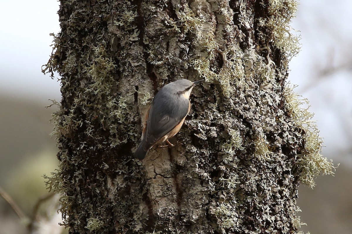 Eurasian Nuthatch - ML635595905