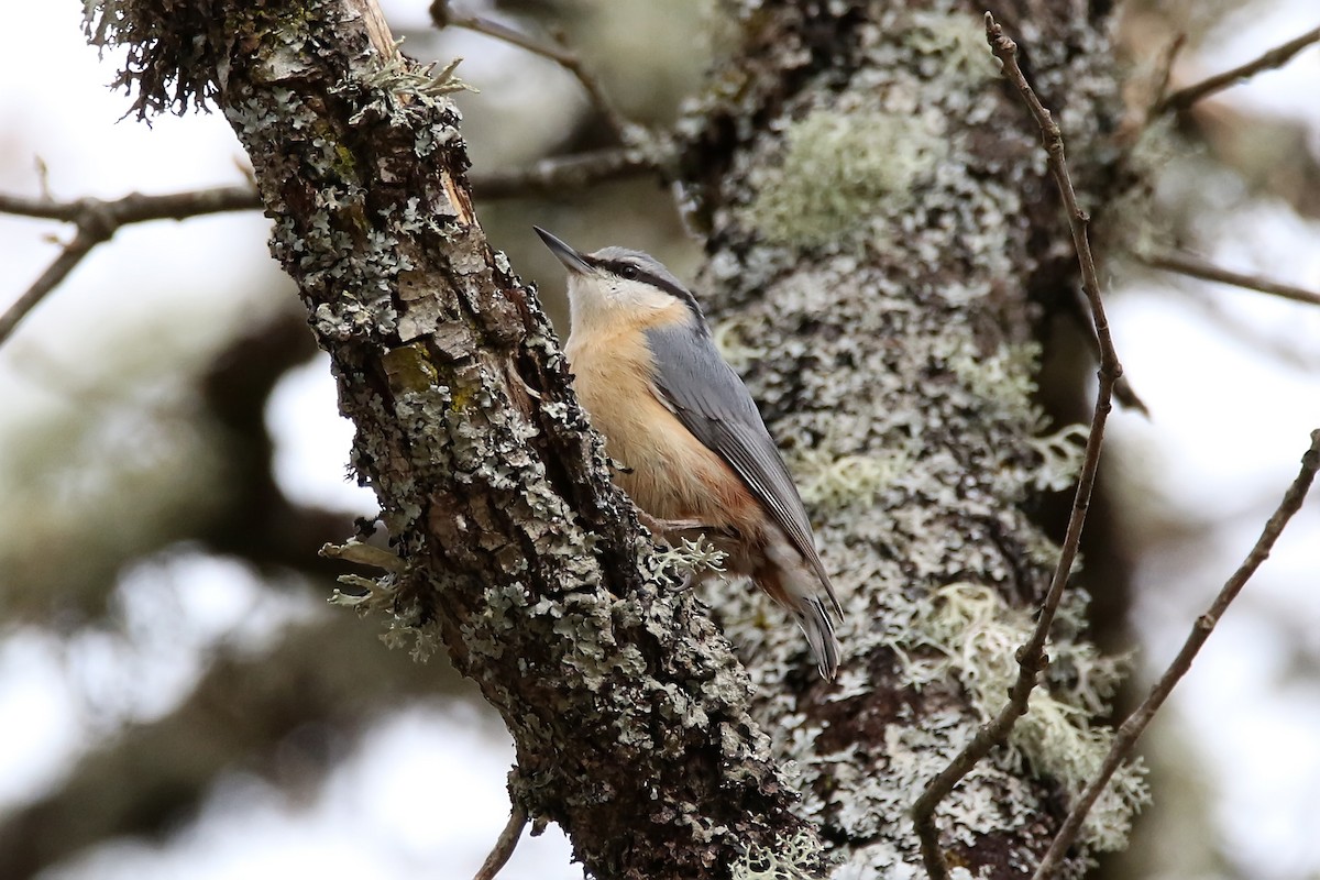Eurasian Nuthatch - ML635595906