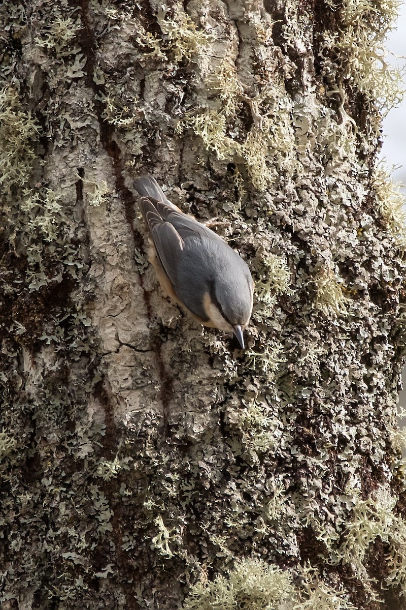 Eurasian Nuthatch - ML635595907