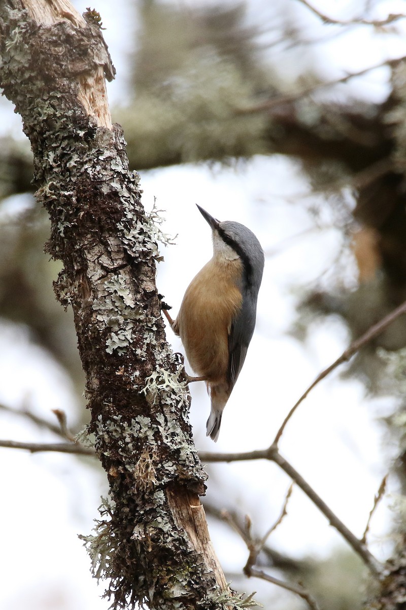 Eurasian Nuthatch - ML635595908