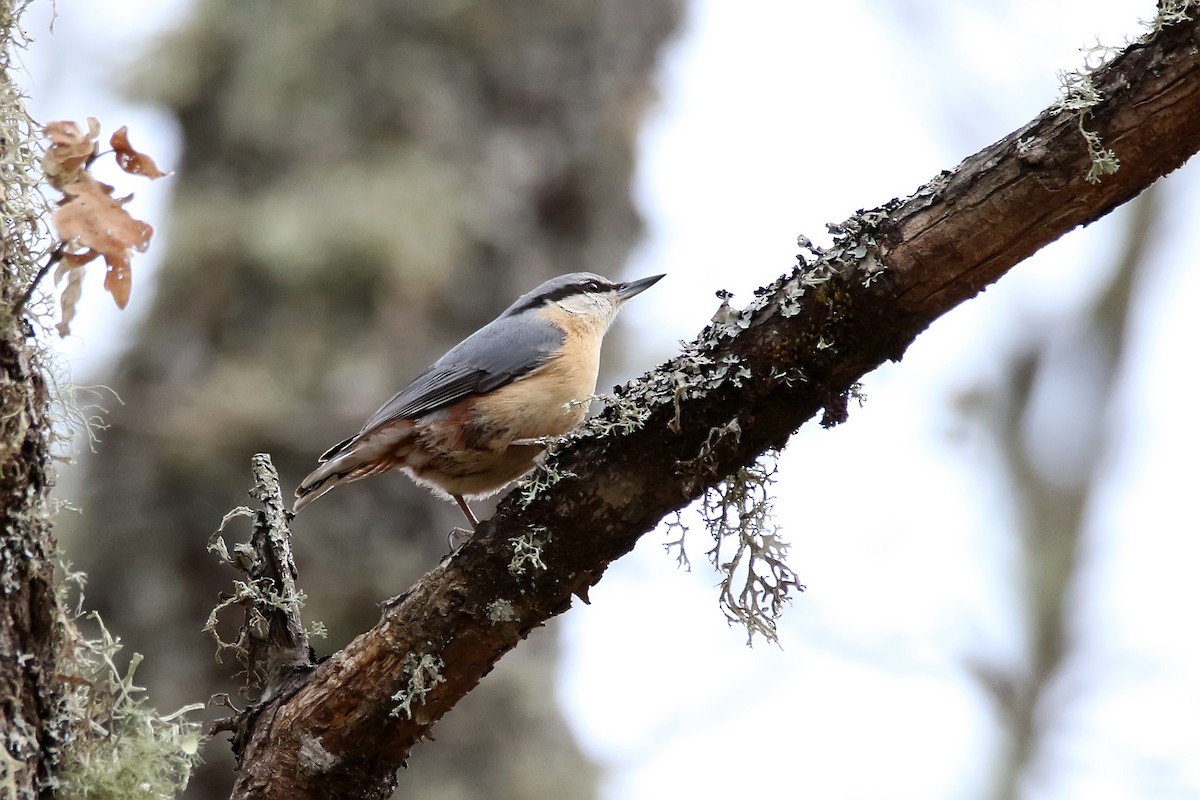 Eurasian Nuthatch - ML635595909