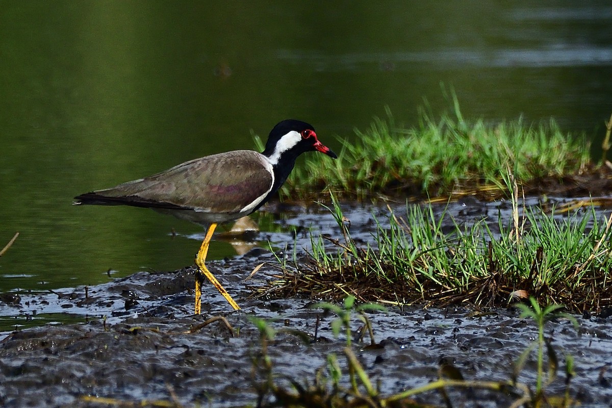 Red-wattled Lapwing - ML635595912