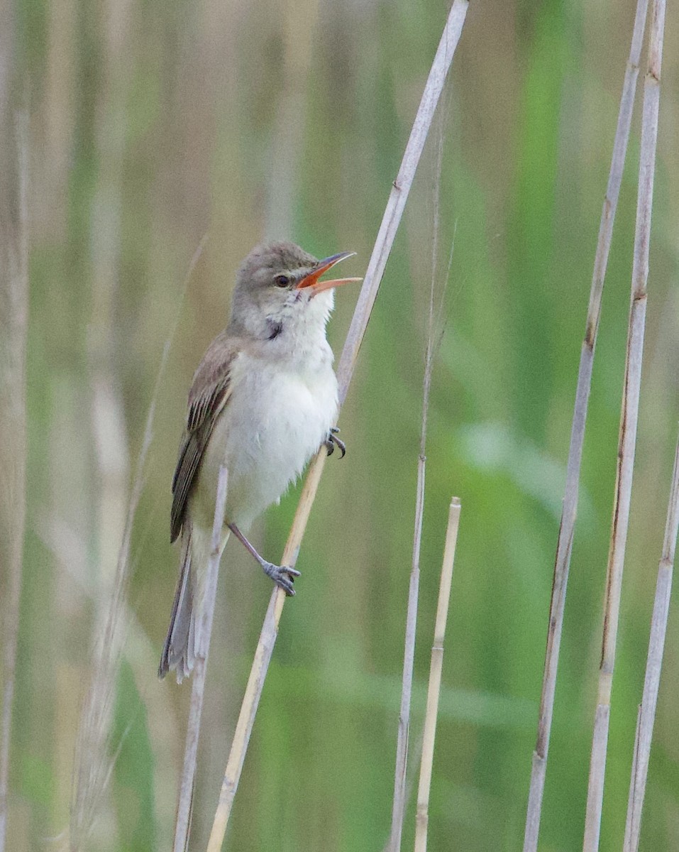 Oriental Reed Warbler - ML635595914