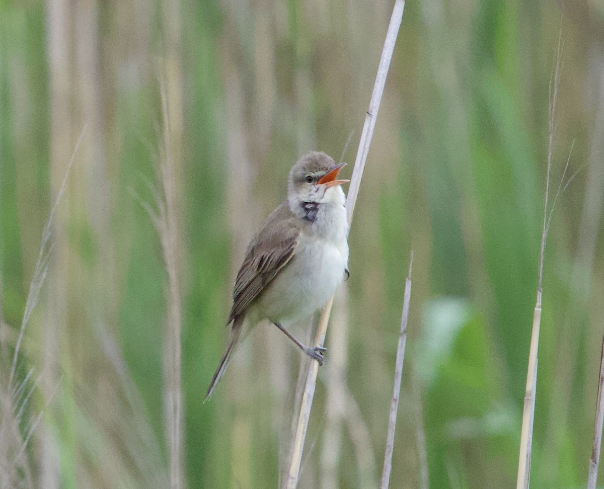Oriental Reed Warbler - ML635595915