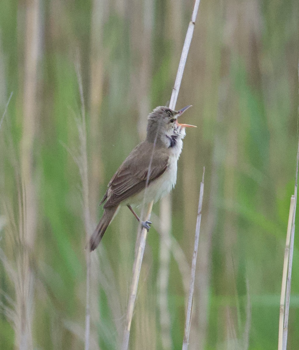 Oriental Reed Warbler - ML635595916