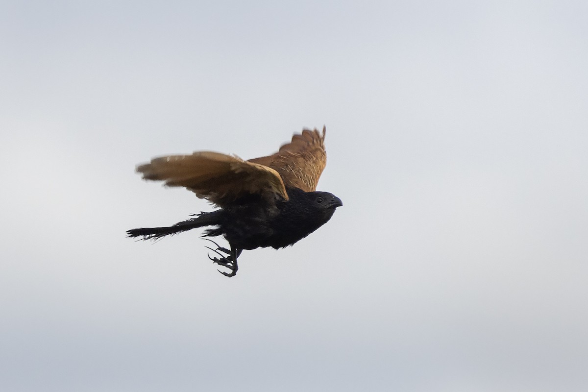 Black Coucal - ML635596126
