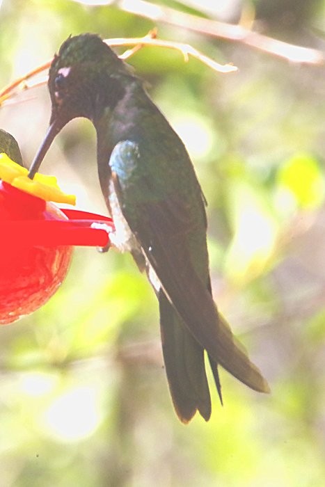 Rivoli's Hummingbird - ML635596167