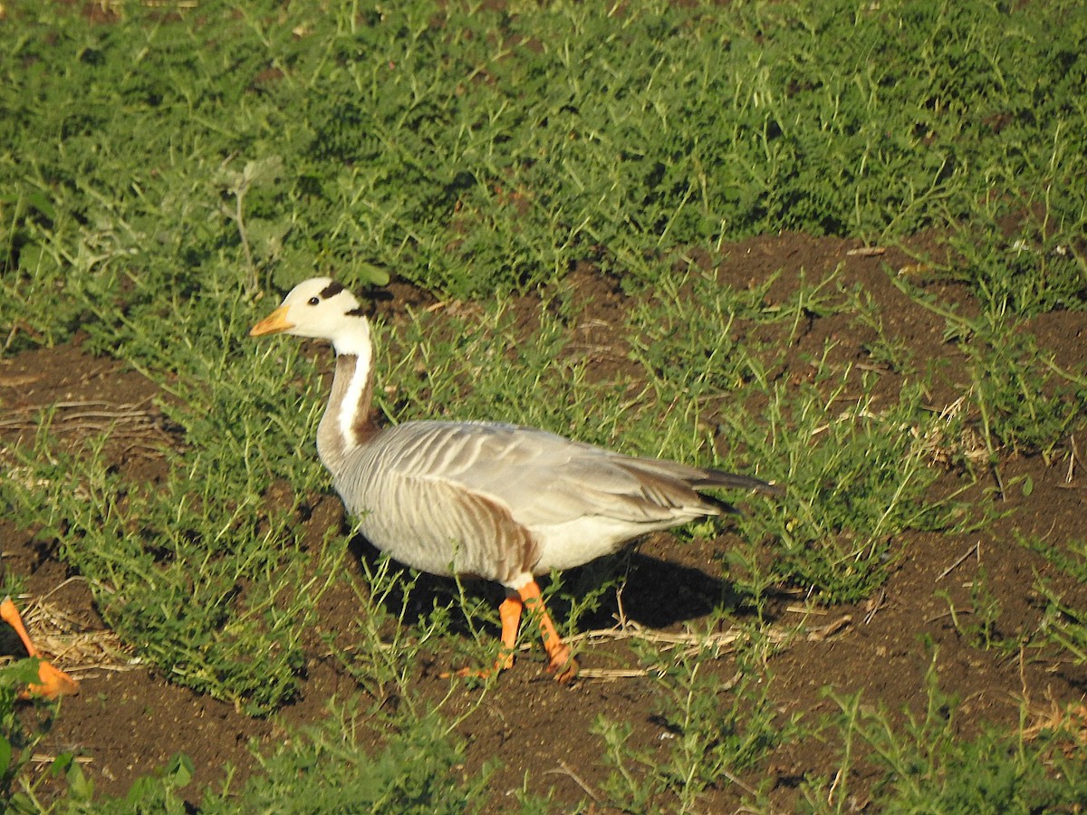 Gray-headed Swamphen - ML635596178